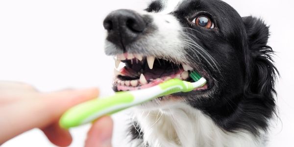 How to Care for Your Pet’s Teeth